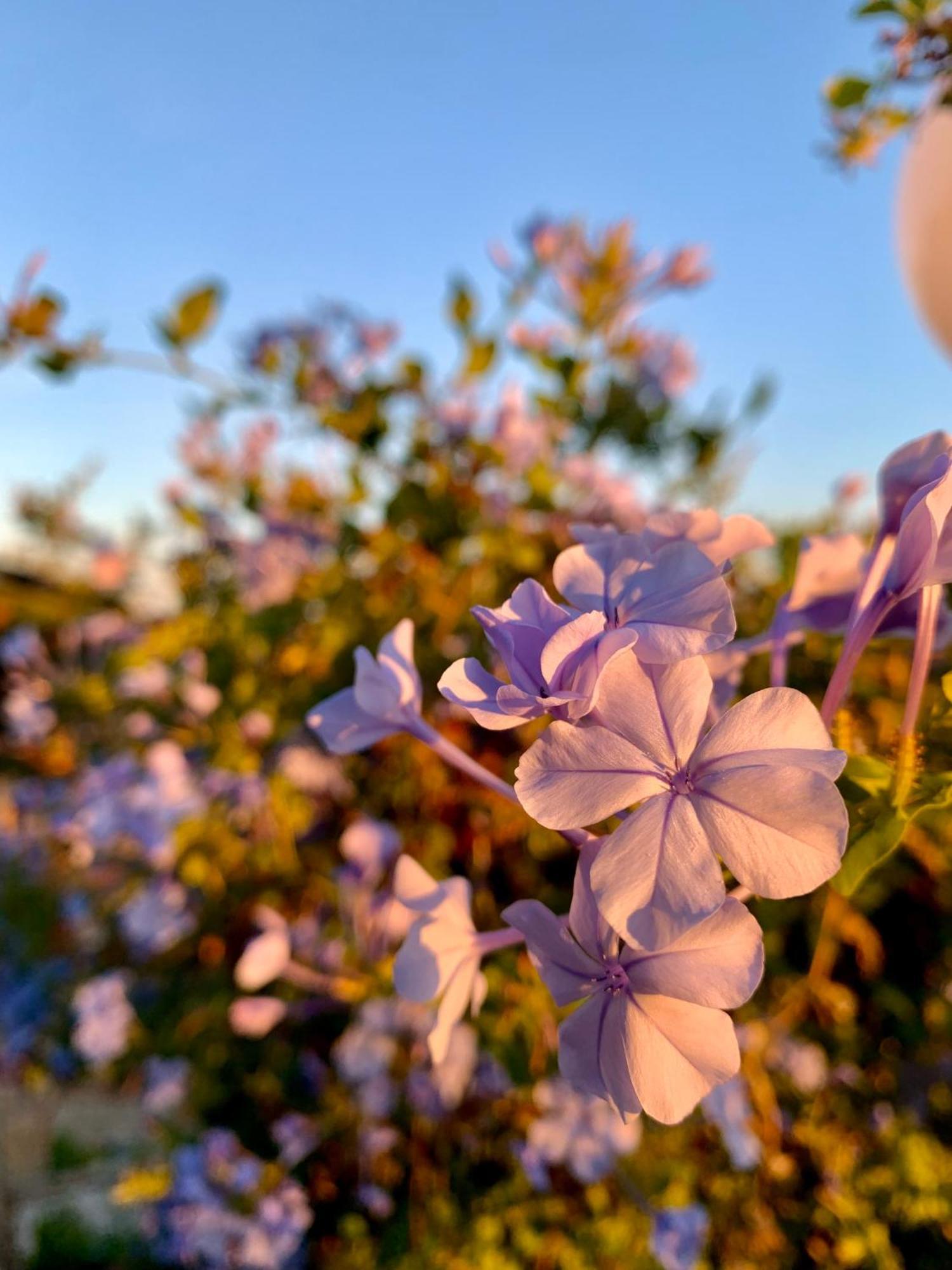 Casa Cerboneschi Bed & Breakfast Casale Marittimo Dış mekan fotoğraf